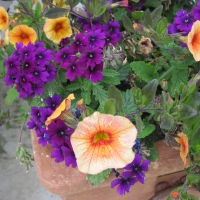 Orange Flowers at the park