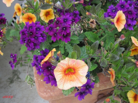 Orange Flowers at the park - Flowers, purple, green, photography, orange