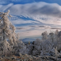 frosted trees under big sky