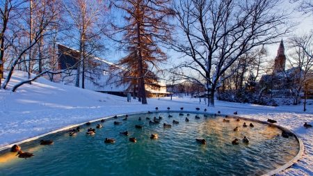 ducks in a city park pond  in winter - ducks, pond, winter, city, park