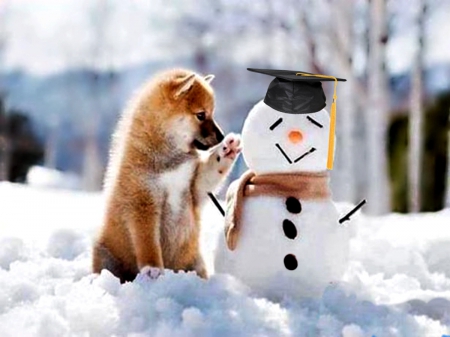 EDUCATED FRIEND - snowman, adorable, winter, funny, pets, play, snow, dog, dogs, cute, puppies