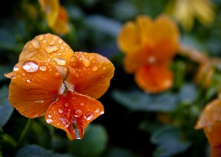 BRIGHTNESS IN NATURE - field flowers, rain, water, bushes, nature, orange, flowers, landscapes, drops