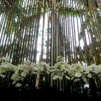 Bamboo and orchids