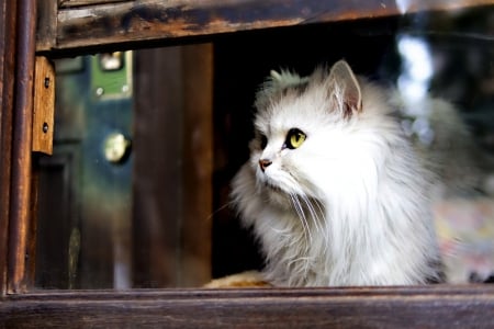 EVEN IN HARD TIMES - pets, window, thoughts, persian, thoughtful, kittens, vintage, mind, cats, adorable