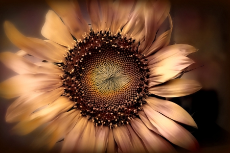 SUNDRIED SUNFLOWER - close up, sunflowers, daisy, large, nature, cool, macro, vintage, flowers, daisies, dried flowers