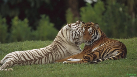 tigers - family, couple, tigers, beautiful