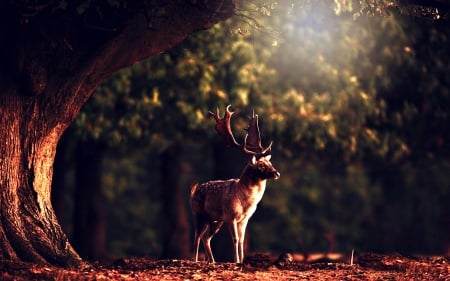 DEER TRACKS - reflections, sunlight, trees, beautiful, landscape, forest, lovely, wild animals, deer, bucks, animals