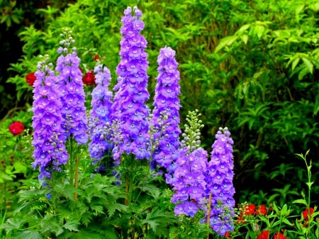 WILD FLOWERS - plant, delphinium, wild nature, flowers