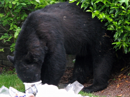 Somebody likes Icecream - bear, animals, garbage, black