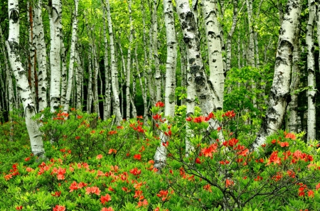 Green birch forest - nice, trees, popular, greenery, pretty, birch, green, branches, forests, wallpaper, lovely, bushes, nature, forest, beautiful, leaves, flowers