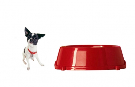 OK, I have a biiiiig bowl, where is the food? - red, funny, animal, cute, black, white, big, bowl, little, dog