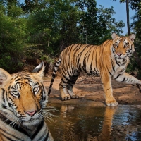 tigers