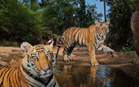 tigers - fun, tigers, forest, ainimals