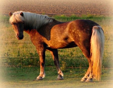 FIRST HORSE ON EARTH - pets, cool, wild animals, nature, horses, horseback, field, riding, animals