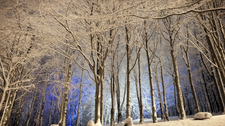 blue light within a white winter forest - hill, forest, light, blue, winter, trunks