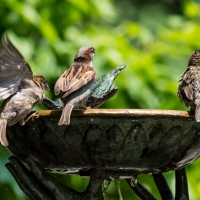 SPARROWS BATHING