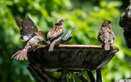 SPARROWS BATHING - BIRDS, swimming, landscape, spring, sparrows, bird bath, bathing