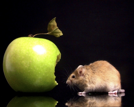 A HEALTHY LUNCH - photos, reflections, food, mouse, apples, funny, surreal, cute, animals