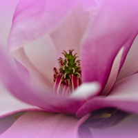 MAGNOLIA BUD CLOSE UP