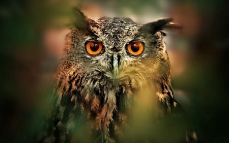 NATURAL OWL - bird, trees, eyes, forest, orange, wild animals, owl, macro, close up, woods