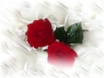 Red roses