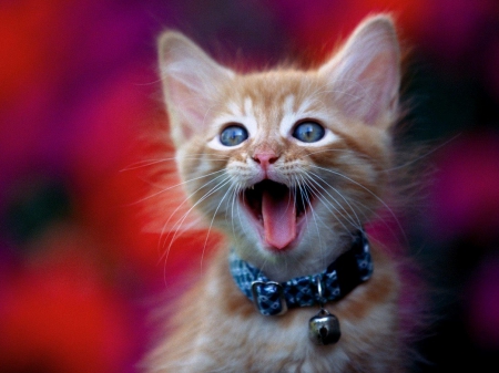 SINGING THE BLUES - pets, kittens, cute, adorable, cool, cat, animals