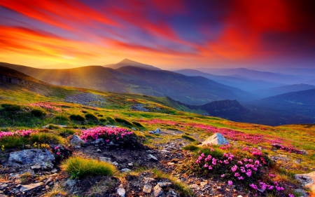 Amazing sunset sky - nice, slope, sky, colorful, field, meadow, sunset, amazing, pretty, rays, mountain, summer, lovely, nature, beautiful, flowers, wildflowers