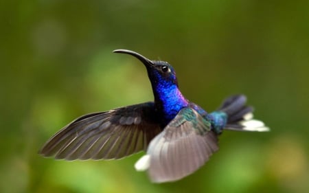 Hummingbird Flight - bird, animal, hummingbird, flight