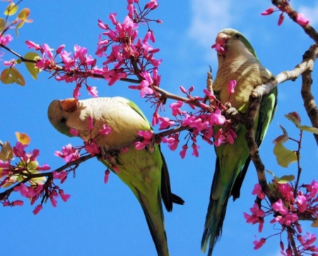 Beautiful Spring Birds - flowers, spring, birds, animals