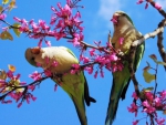 Beautiful Spring Birds