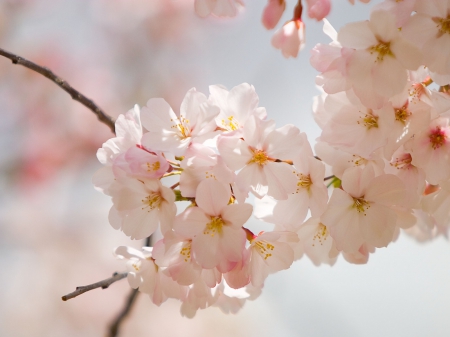 Cheery Bloom - nature, cheery, bloom, flowers, spring