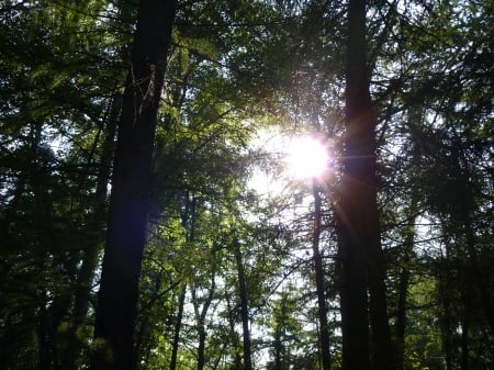 Sun in the Forest - brown, yellow, forest, sun, green