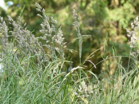 Grassland - green, lawn, grass, grassland