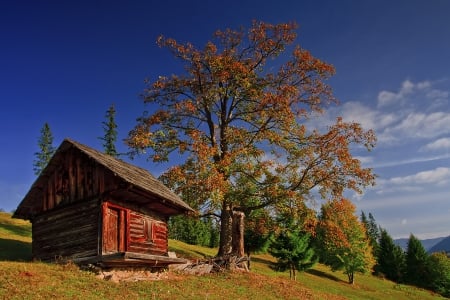 Old Loghut - trees, lamdscape, blue, sky