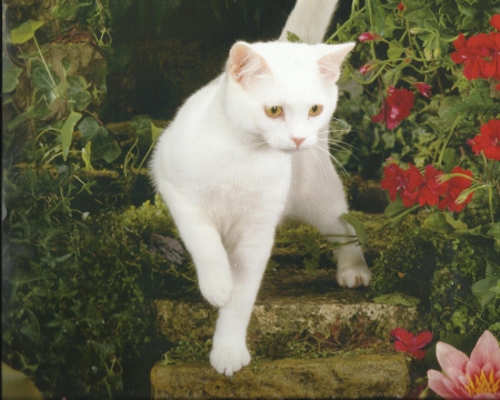 A white cat with flowers