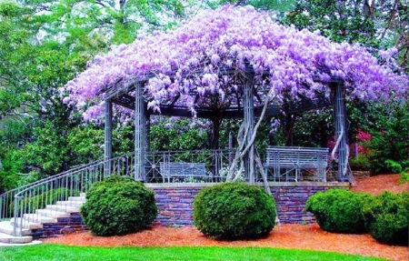 Gazebo with purple wisteria - flowers, park garden, wisteria, gazebo