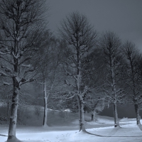 a row of trees in winter, in grey scale
