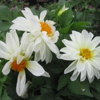 Flowers garden in greenhouse 12