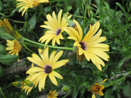 Flowers garden in greenhouse 15 - daisies, Yellow, Flowers, garden, green, photography