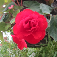 Flowers garden in greenhouse 16