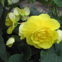 Flowers garden in greenhouse 17