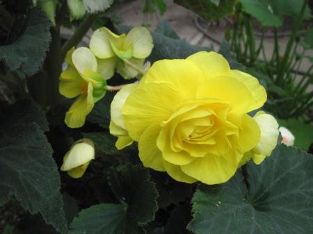 Flowers garden in greenhouse 17 - begonia, yellow, photography, green, flowers, garden