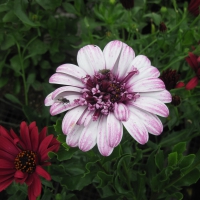 Flowers garden in greenhouse 18