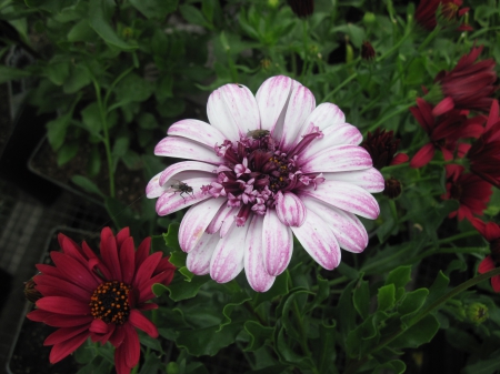 Flowers garden in greenhouse 18 - purple, red, photography, green, flowers, garden