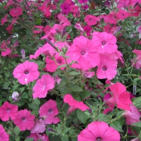 Flowers garden in greenhouse 19