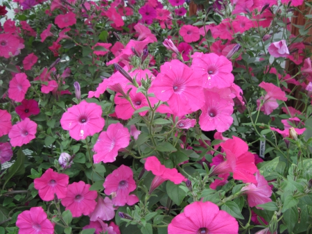 Flowers garden in greenhouse 19 - pink, photography, green, petunias, flowers, garden