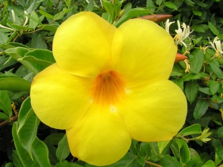 Large Yellow Flower - large, nature, yellow, green, flower, petals, leaves