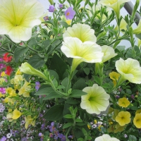 Flowers garden in greenhouse 23