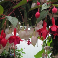 Flowers garden in greenhouse 25