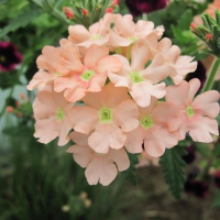 Flowers garden in greenhouse 26